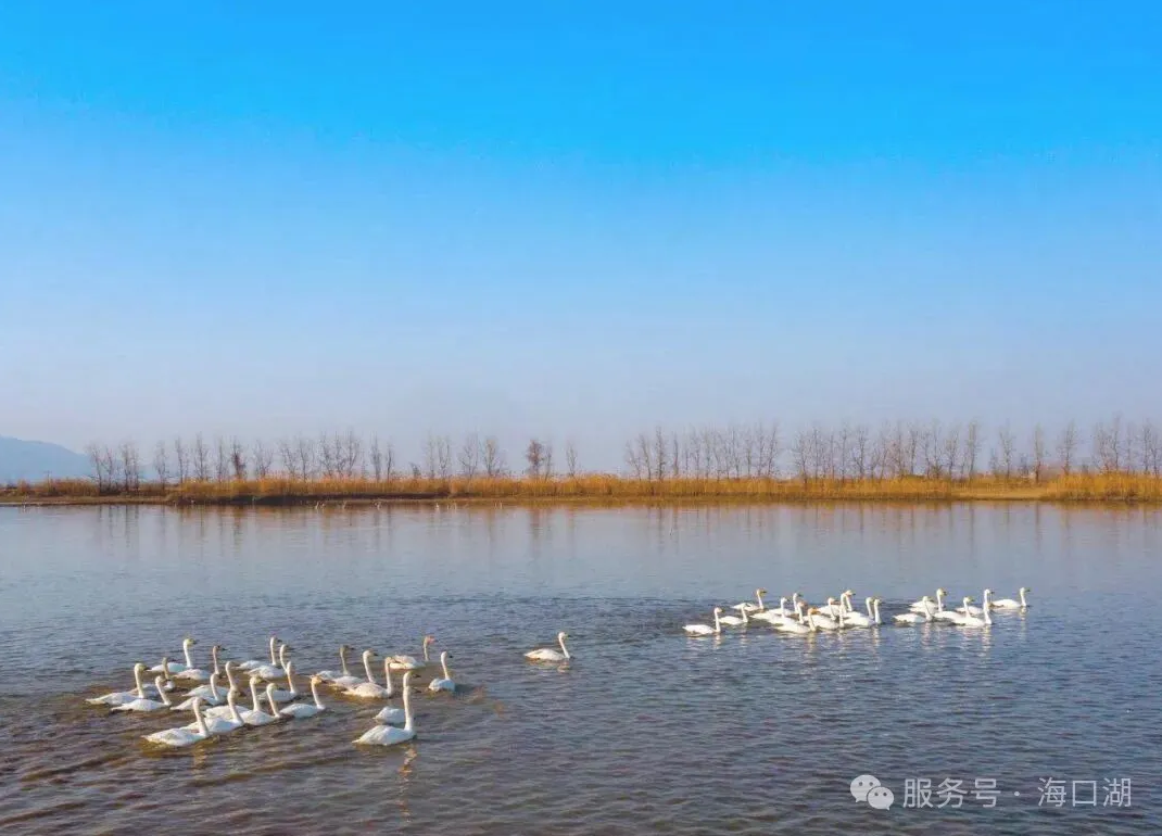 探秘楚江三口遗珠：海口湖的水军往事与蟹逅之旅